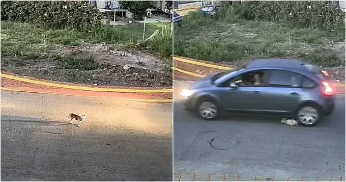 Köpeğin Araç Sürücüsü Tarafından Vahşice Öldürülmesi Kamerada; Ödül Konuldu