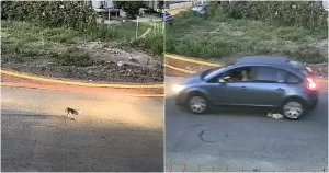 Köpeğin Araç Sürücüsü Tarafından Vahşice Öldürülmesi Kamerada; Ödül Konuldu