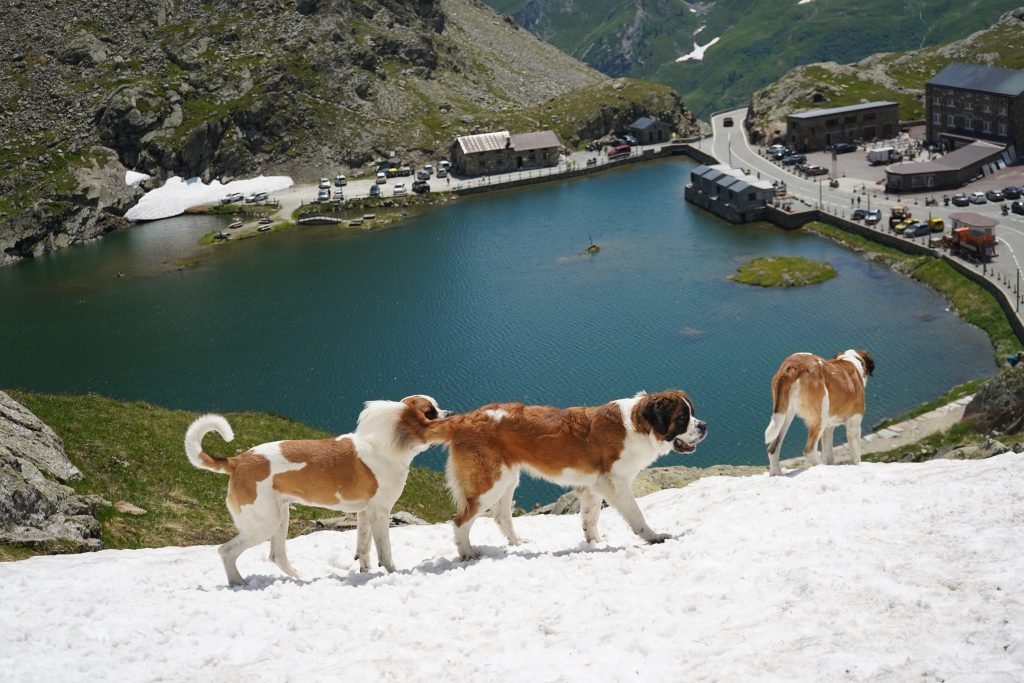 St. Bernard Köpeklerini Onurlandıran Müze: Geçmişle Gelecek Arasında Bir Köprü
