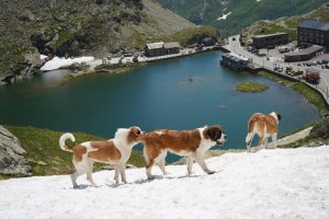St. Bernard Köpeklerini Onurlandıran Müze: Geçmişle Gelecek Arasında Bir Köprü