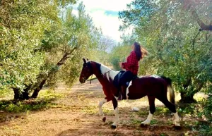 Yunanistan’da Kadın Zeytin Çiftçileri Geleneği Nasıl Dönüştürüyor?