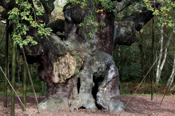 Efsanevi Robin Hood'a Barınak Sağladığı Söylenen Antik Meşe Ağacı Öldü