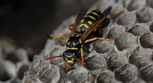 Yaban Arısı Sokması Sonucu Genç Kadın Hayatını Kaybetti