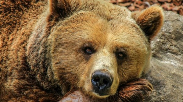 Yunanistan'da İkinci Ayı Vurulmuş Halde Bulundu: Yaban Hayatı Katliamı Şok Yarattı