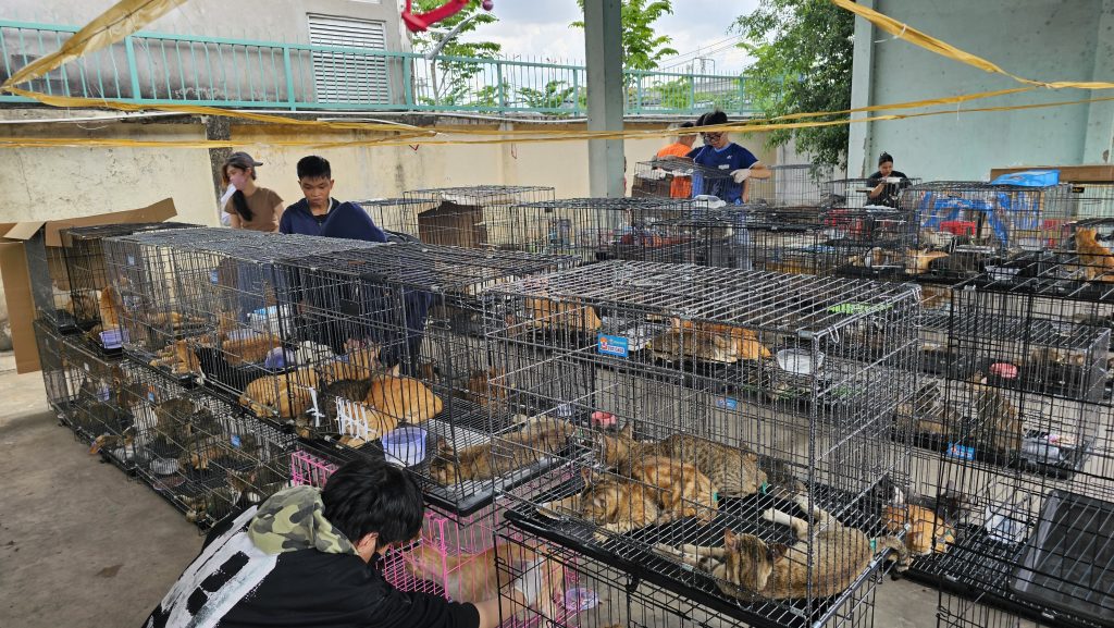 Cats in cages seized by police