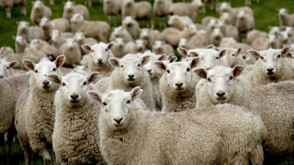 OPEKEPE Skandalı: Giritli 57 Çiftçi Sahte Arazi Beyanından Suçlu Bulundu