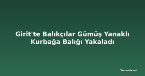 Girit'te Balıkçılar Gümüş Yanaklı Kurbağa Balığı Yakaladı