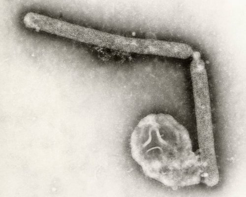 Avustralya Anakarasında İlk H5N1 Kuş Gribi Vakası Tespit Edildi