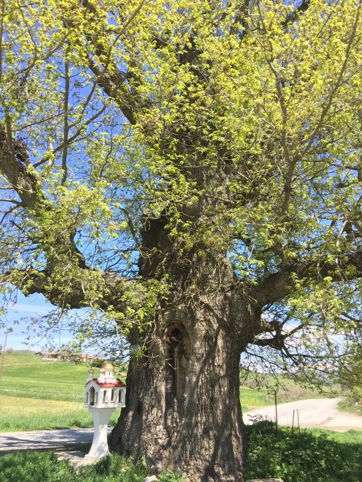 Oak tree Greece