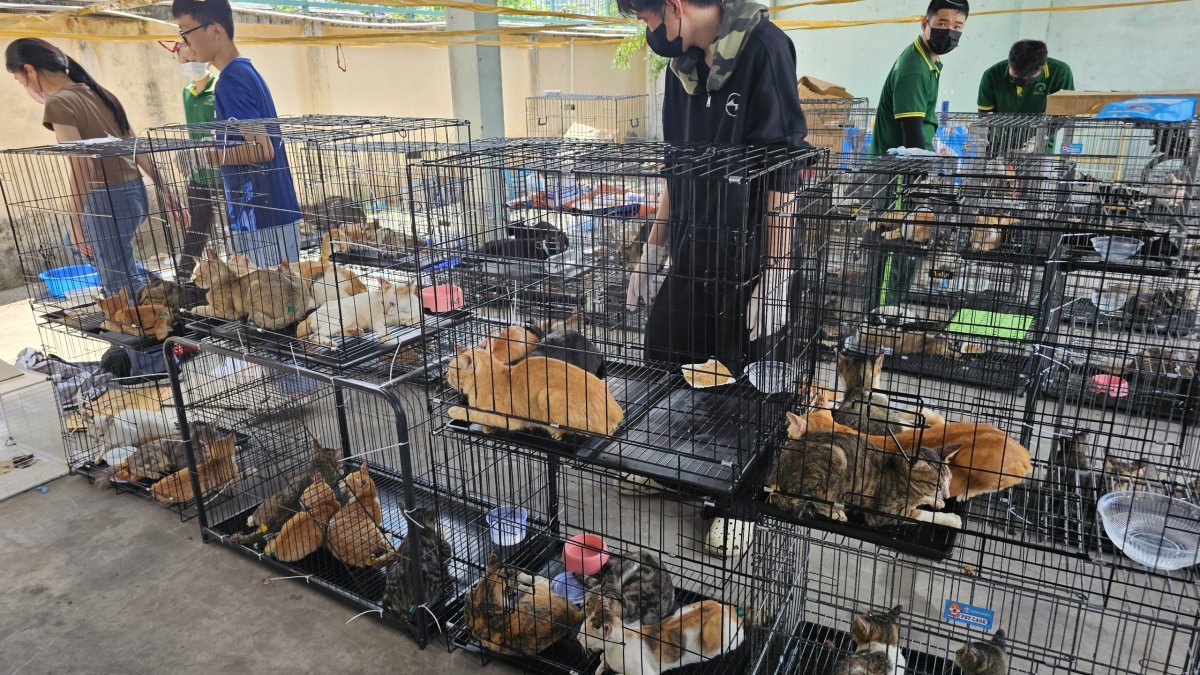 Vietnam'da Polis Yüzlerce Kediyi Kurtardı: Dev Kedi Eti Çetesi Çökertildi