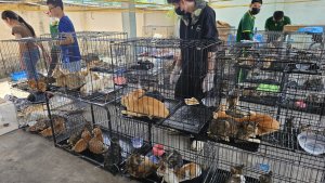 Vietnam'da Polis Yüzlerce Kediyi Kurtardı: Dev Kedi Eti Çetesi Çökertildi