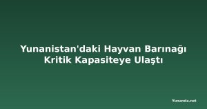 Yunanistan'daki Hayvan Barınağı Kritik Kapasiteye Ulaştı