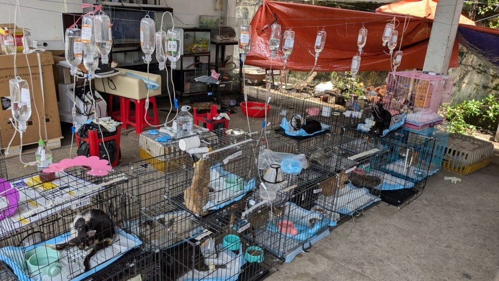Rescued cats getting treatment