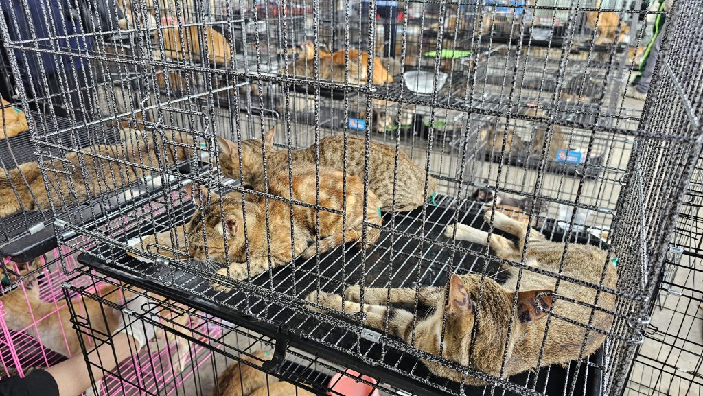 Cats seized by police in Ho Chi Minh City