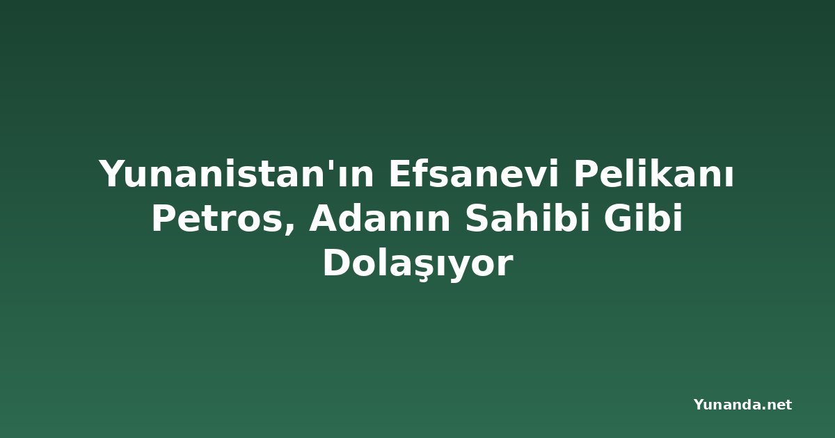Yunanistan'ın Efsanevi Pelikanı Petros, Adanın Sahibi Gibi Dolaşıyor