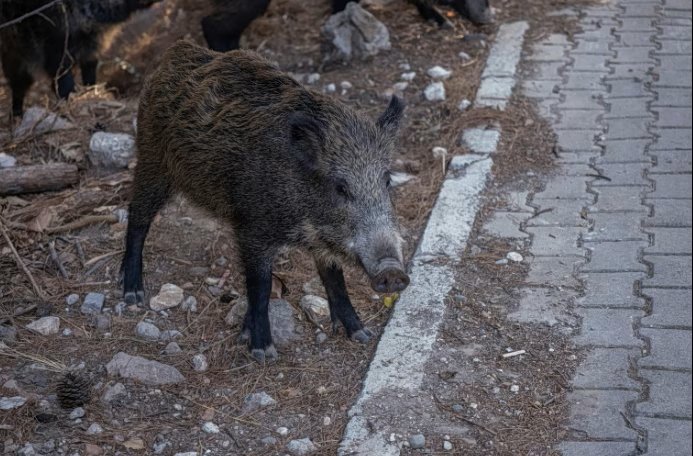 Polis Memuru, Motosikletiyle Yaban Domuzuna Çarpıştı: Yaralı