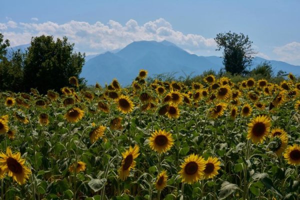 Antik Yunan Tanrılarının Evi Olimpos Dağı, Dünya Mirası İçin Yarışıyor