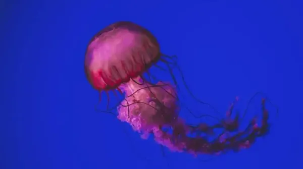 Mor Menekşe Jellyfish'in Sokması: Nasıl Korunursunuz?