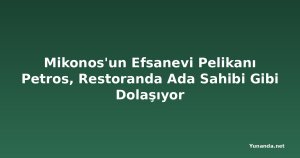 Mikonos'un Efsanevi Pelikanı Petros, Restoranda Ada Sahibi Gibi Dolaşıyor