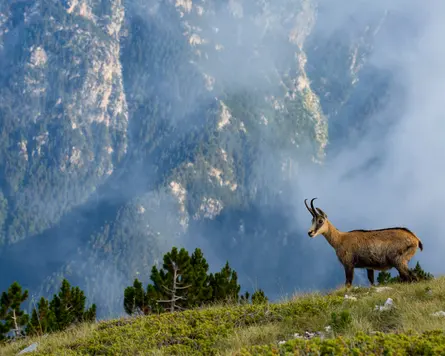 Olimpos Dağı'nda bir yaban keçisi