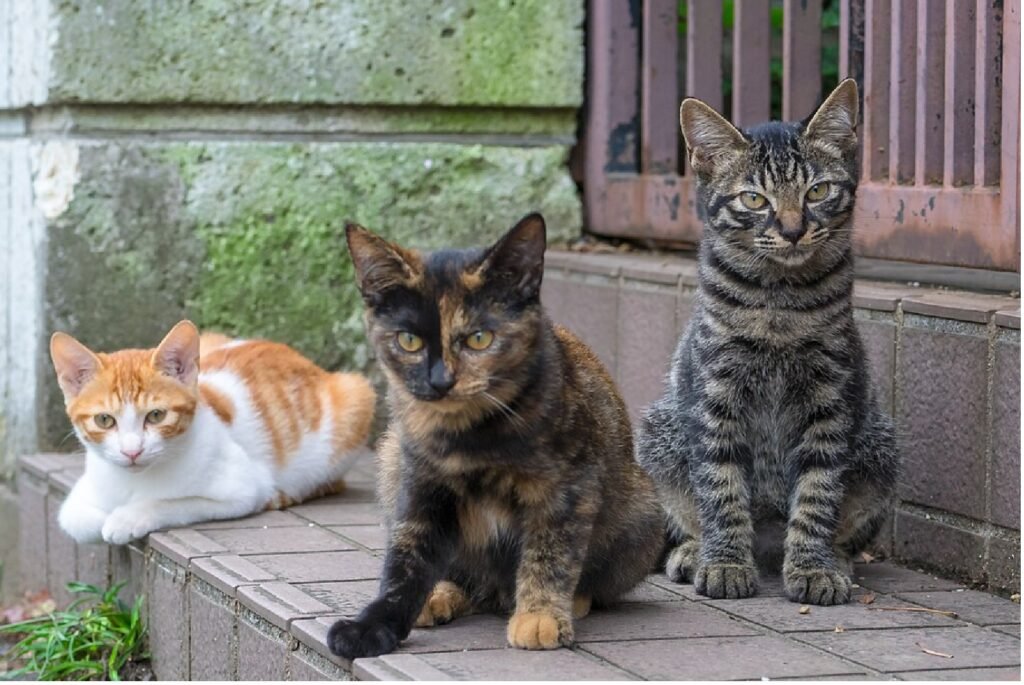 Yunanistan'ın Cennet Adası Syros, Kedi Severlere Kira Ödemeden Yaşama Fırsatı Sunuyor