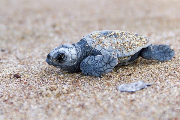 Yunanistan'da Sezonun İlk Caretta Caretta Yavruları Plajlardan Çıkmaya Başladı
