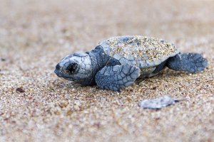 Yunanistan'da Sezonun İlk Caretta Caretta Yavruları Plajlardan Çıkmaya Başladı