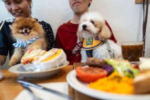 Hong Kong'da Restoranlara Köpek Girişi Serbest Bırakıldı