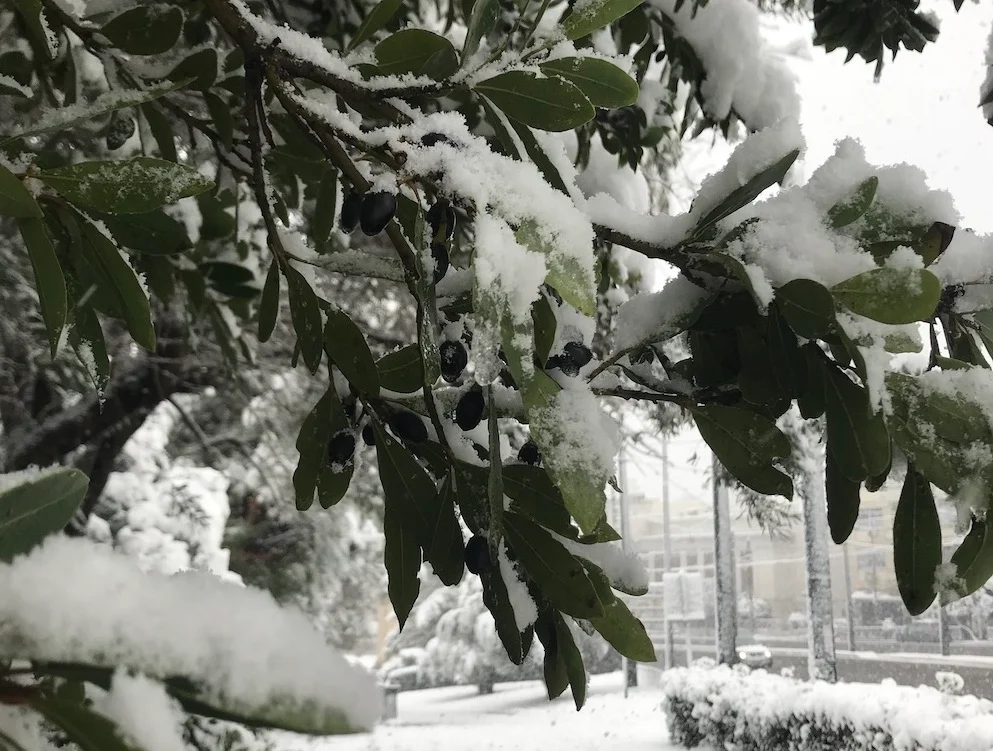 Olive tree covered in snow