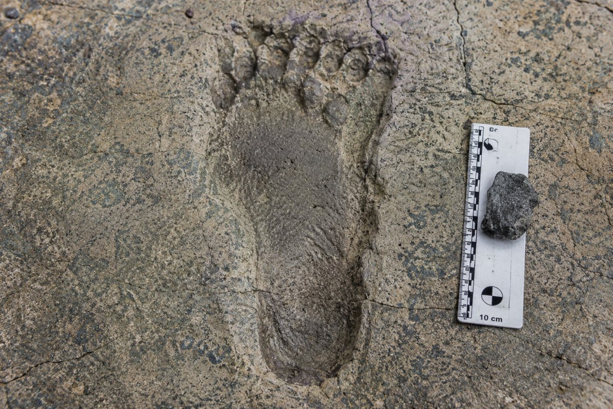 Kenya'da Bulunan 1.4 Milyon Yıllık Ayak İzleri, Yaklaşık 1.80 Boyunda Bir Hominid Ortaya Çıkardı