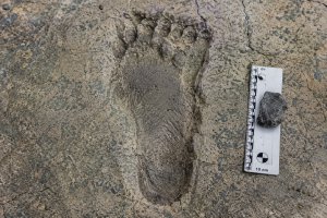 Kenya'da Bulunan 1.4 Milyon Yıllık Ayak İzleri, Yaklaşık 1.80 Boyunda Bir Hominid Ortaya Çıkardı