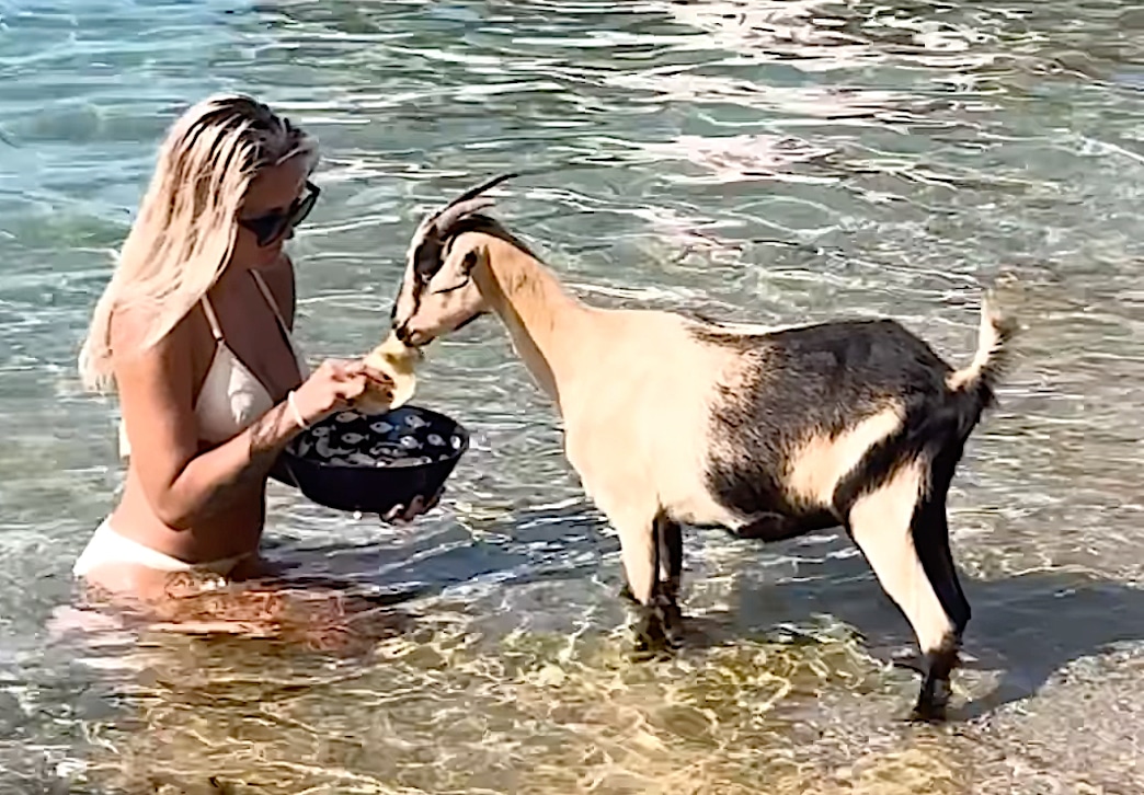goat in Greek beach