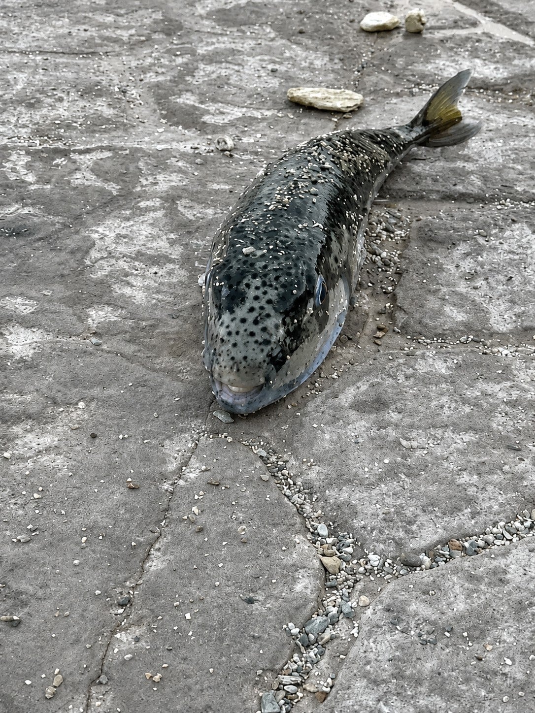 Balığın zehri ölümcül olabilir