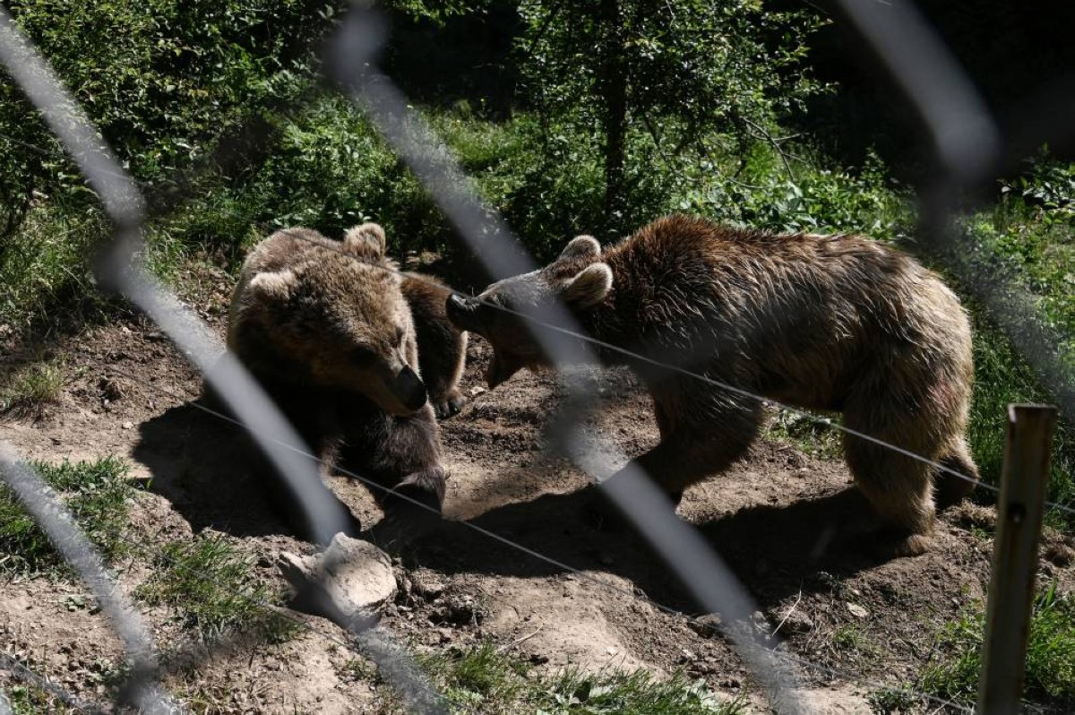 Nymfaio'daki Arcturos Ayı Barınağı'nda iki boz ayı (Ursus arctos).