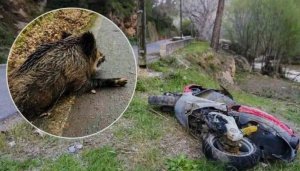 Motosiklet Sürücüsü Yaban Domuzuyla Çarpıştıktan Sonra Hayatını Kaybetti
