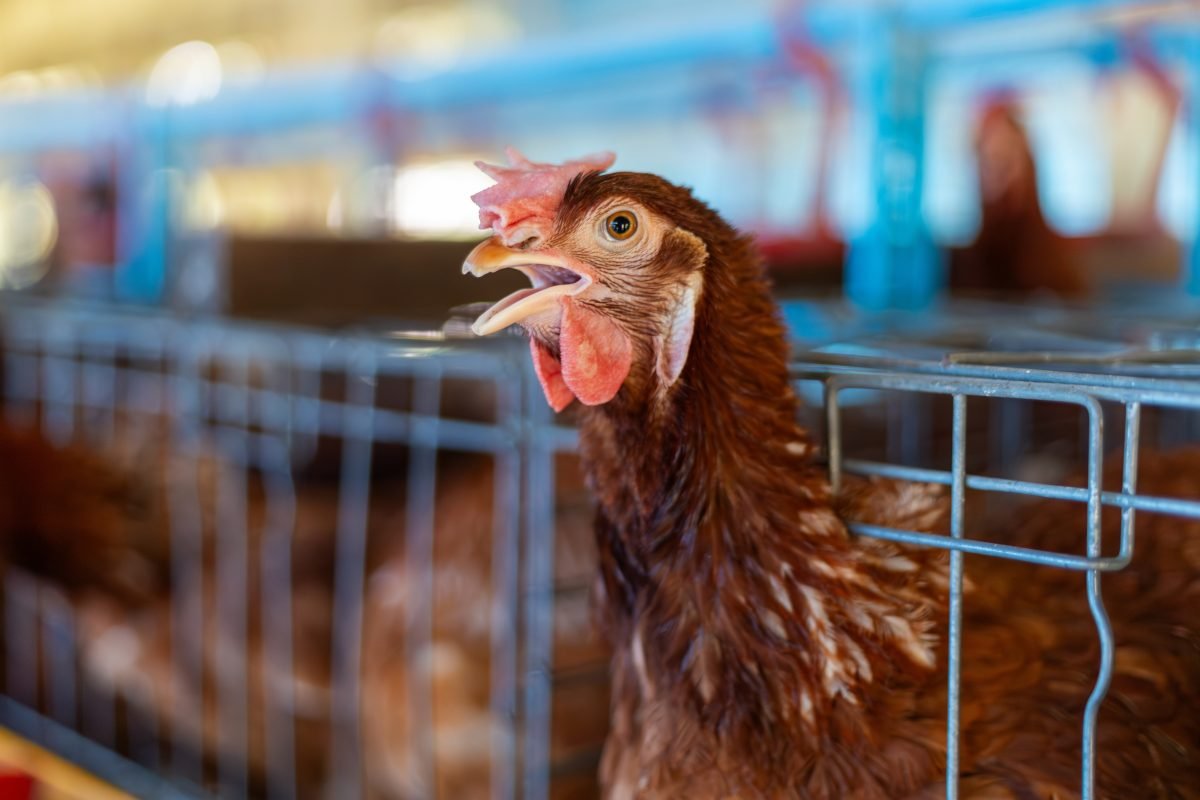 Orta Yunanistan'daki Salmonella Salgınında Hastalar Taburcu Ediliyor