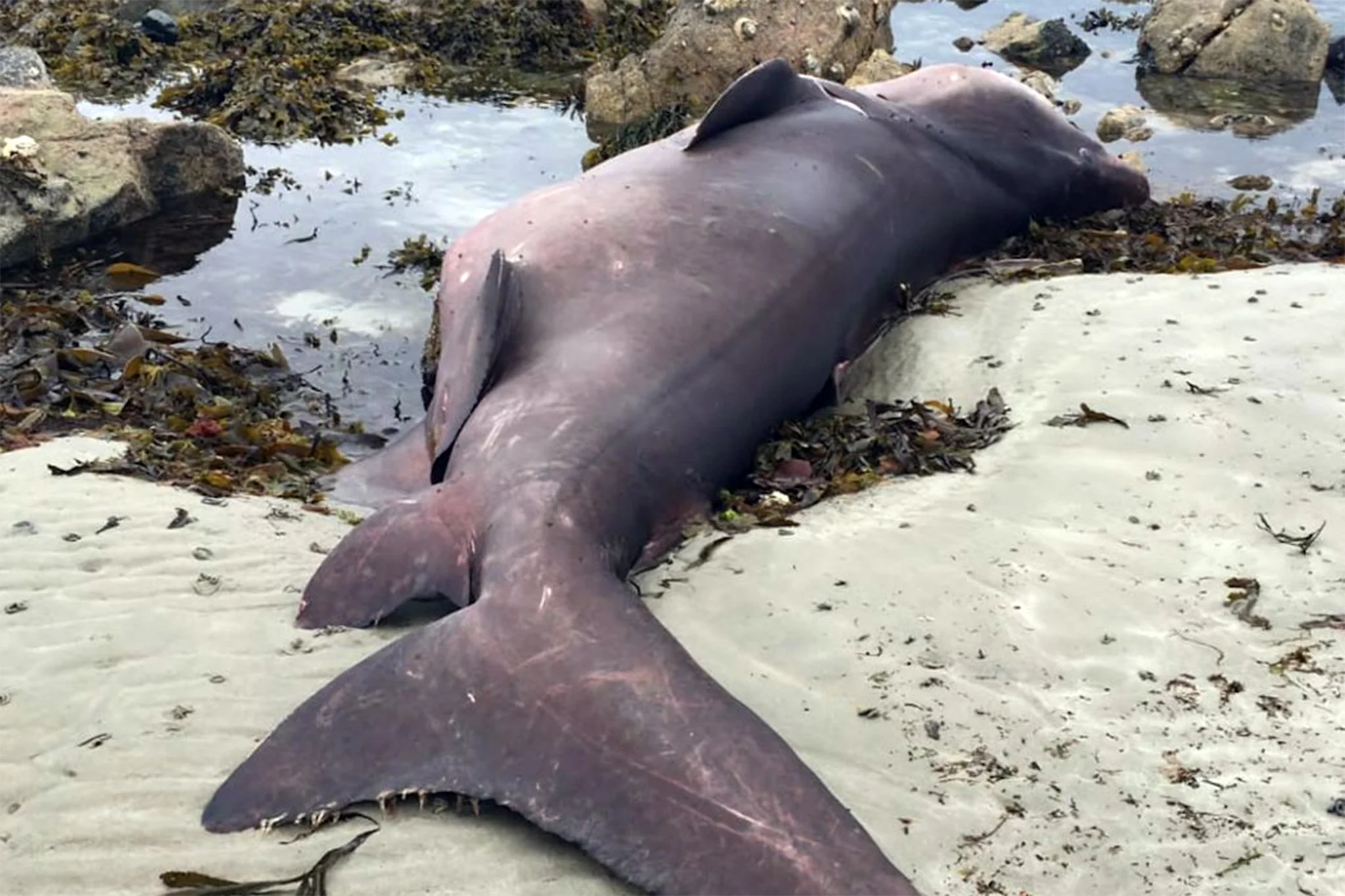 Haziran ayında Kanal Adaları'ndaki Jersey'de Greve D'Azette plajında nadir 600 kg'lık küçük dişli kum kaplanı köpekbalığı canlı olarak karaya vurdu