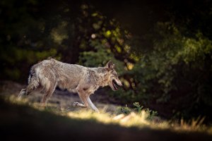Kuzey Yunanistan'da Kurt Sürüsü Sahipsiz Köpek Yavrusunu Sahiplendi