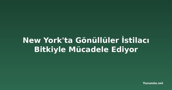 New York'ta Gönüllüler İstilacı Bitkiyle Mücadele Ediyor