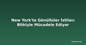 New York'ta Gönüllüler İstilacı Bitkiyle Mücadele Ediyor