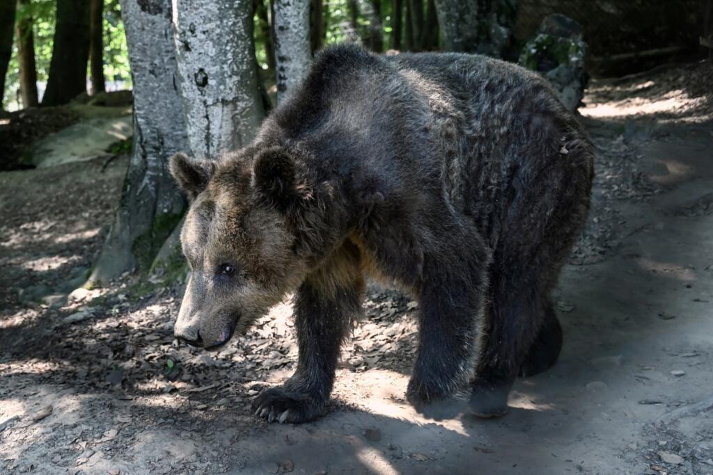 Arcturos Barınağı'nda kör bir boz ayı