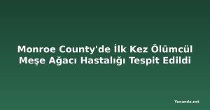 Monroe County'de İlk Kez Ölümcül Meşe Ağacı Hastalığı Tespit Edildi