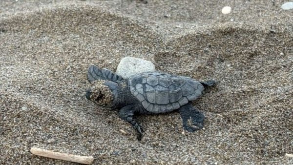 Zakynthos'ta İlk Caretta Caretta Yavruları Yumurtadan Çıktı