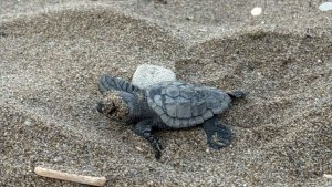 Zakynthos'ta İlk Caretta Caretta Yavruları Yumurtadan Çıktı