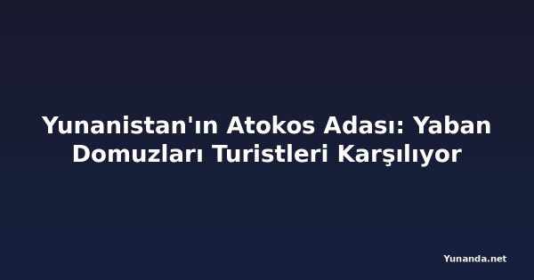 Yunanistan'ın Atokos Adası: Yaban Domuzları Turistleri Karşılıyor