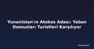 Yunanistan'ın Atokos Adası: Yaban Domuzları Turistleri Karşılıyor