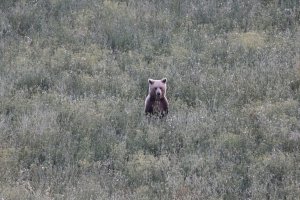 Yunanistan'da Ayı-İnsan Çatışması Kızışıyor