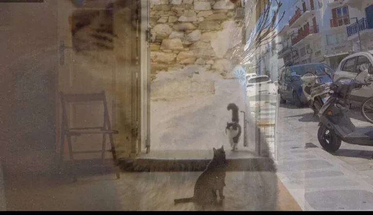 Mary Zournazi'nin 'Acropolis Cats & Other Wondrous Animals'ı Yunanistan'da Umut, İnsanlık ve Bir Ev Arıyor