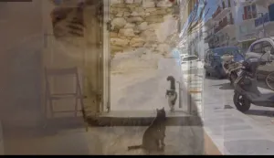Mary Zournazi'nin 'Acropolis Cats & Other Wondrous Animals'ı Yunanistan'da Umut, İnsanlık ve Bir Ev Arıyor