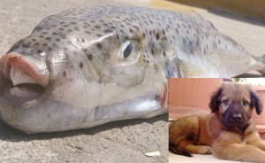 Girit'te Bir Yavru Köpek, Zehirli Balon Balığı Yiyerek Can Verdi